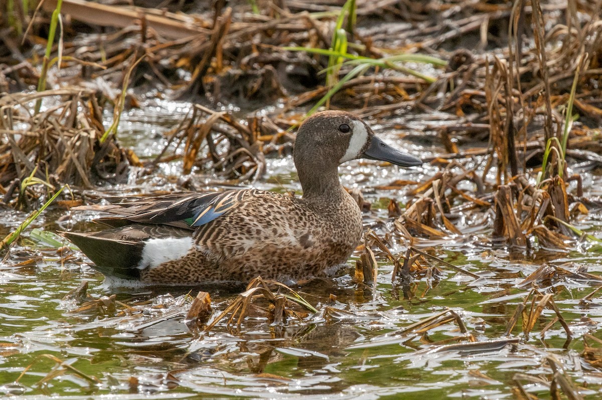 Blue-winged Teal - ML111669561