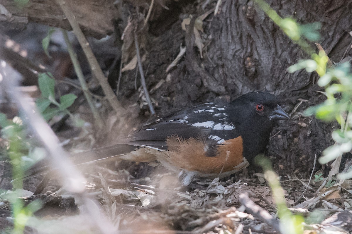Spotted Towhee - Mike Stewart