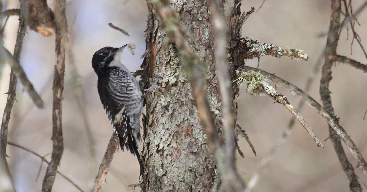 Wisconsin Breeding Bird Atlas Checklist 11 Apr 2018 Old County C Swamp 12 Species 2 5781