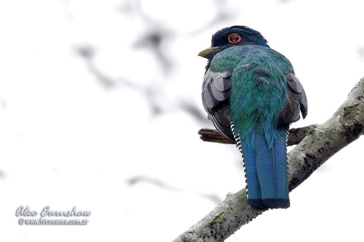 Blue-crowned Trogon - Alec Earnshaw