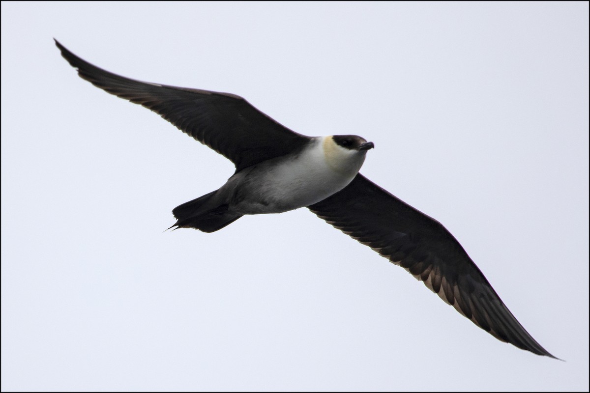 Long-tailed Jaeger - ML111680501