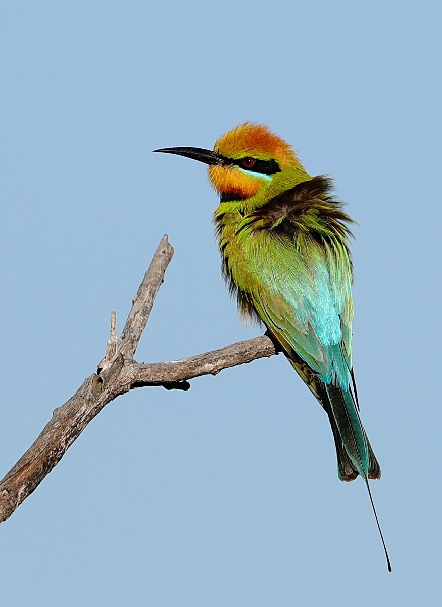 Rainbow Bee-eater - ML111680671