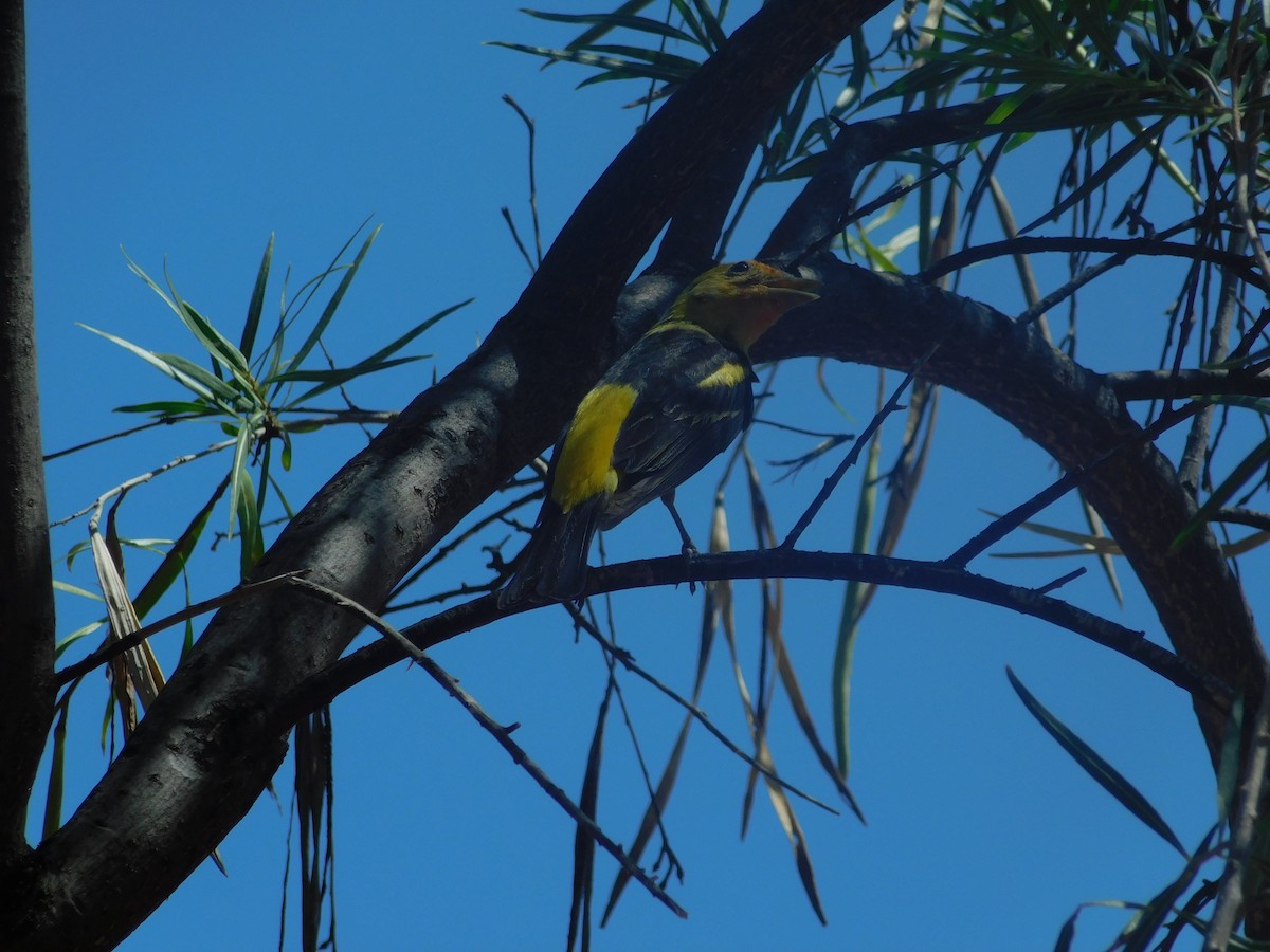 Western Tanager - ML111681971