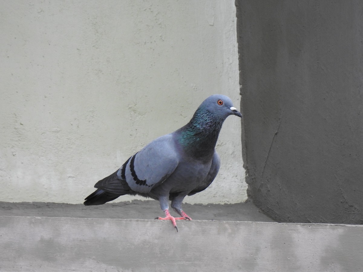 Rock Pigeon (Feral Pigeon) - Vivek Chandran