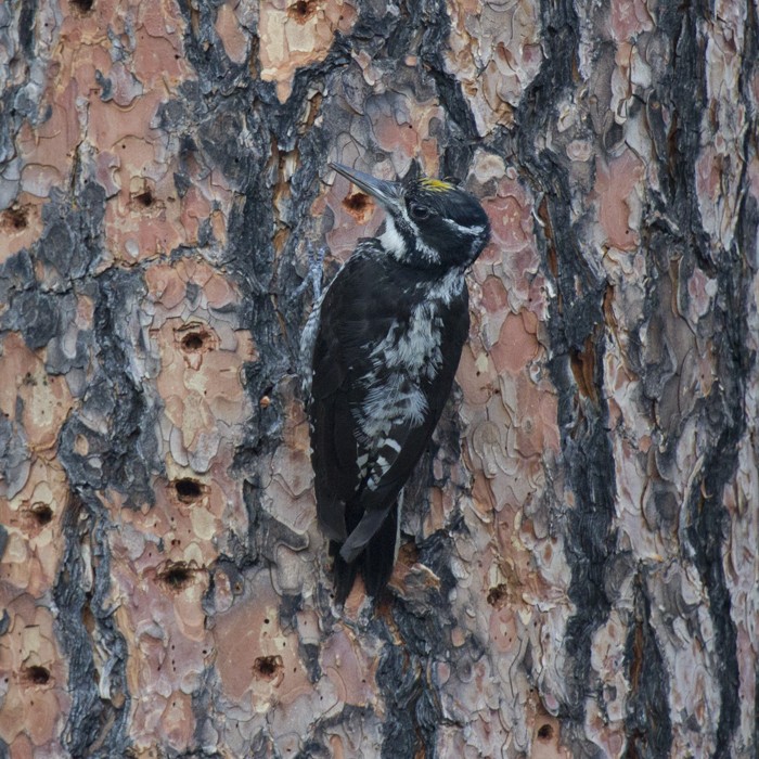American Three-toed Woodpecker (Rocky Mts.) - Janet Cook