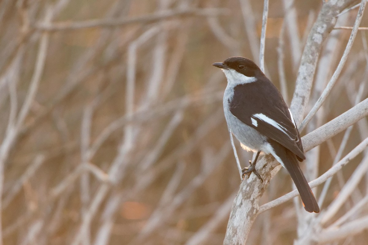 Fiscal Flycatcher - Anonymous