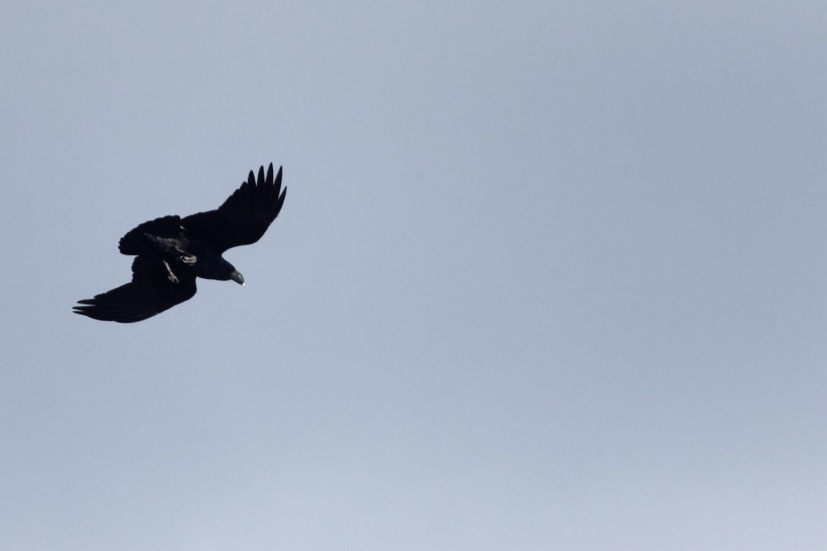 White-necked Raven - ML111690821