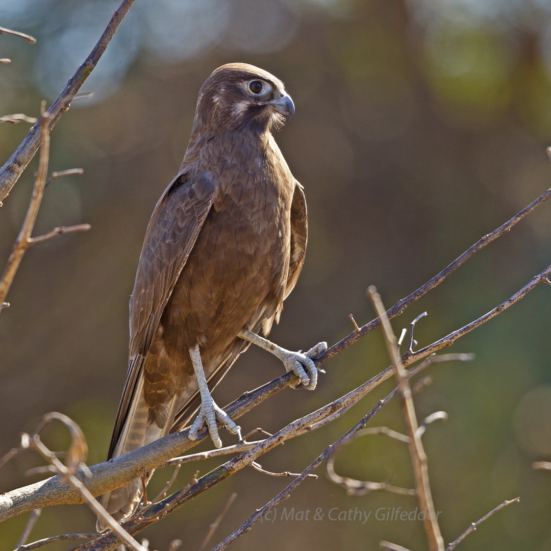 Brown Falcon - Mat Gilfedder
