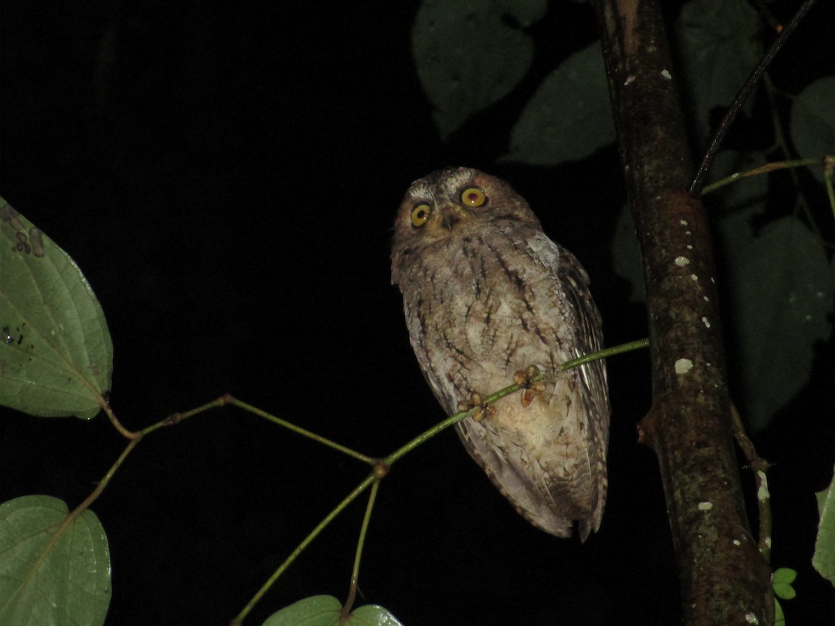 Sulawesi Scops-Owl - ML111693171