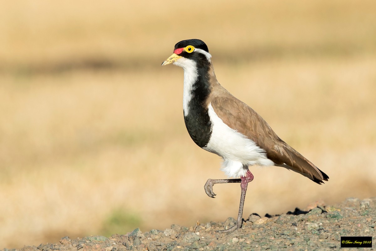 Banded Lapwing - ML111693461