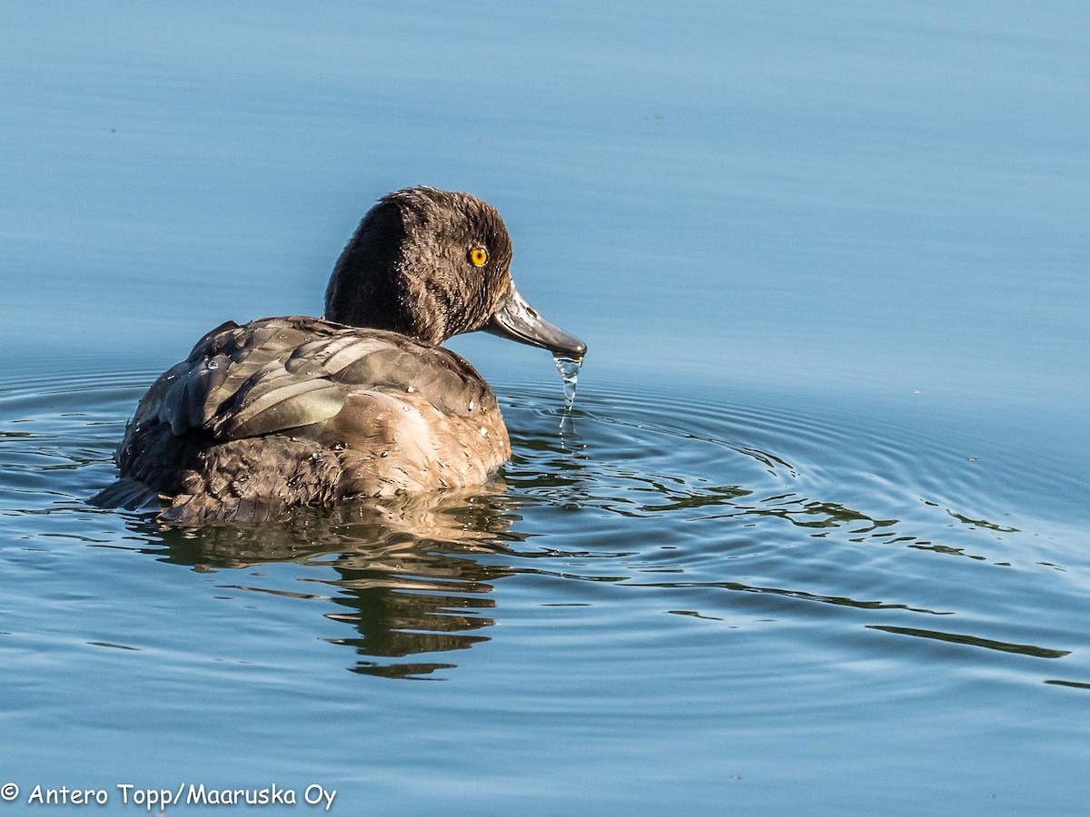 Tufted Duck - ML111699141