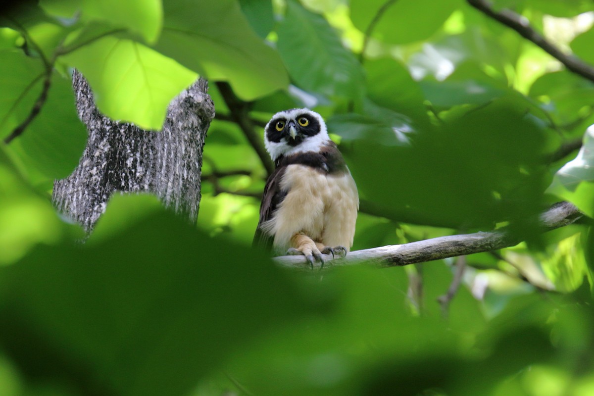 Spectacled Owl - ML111700521