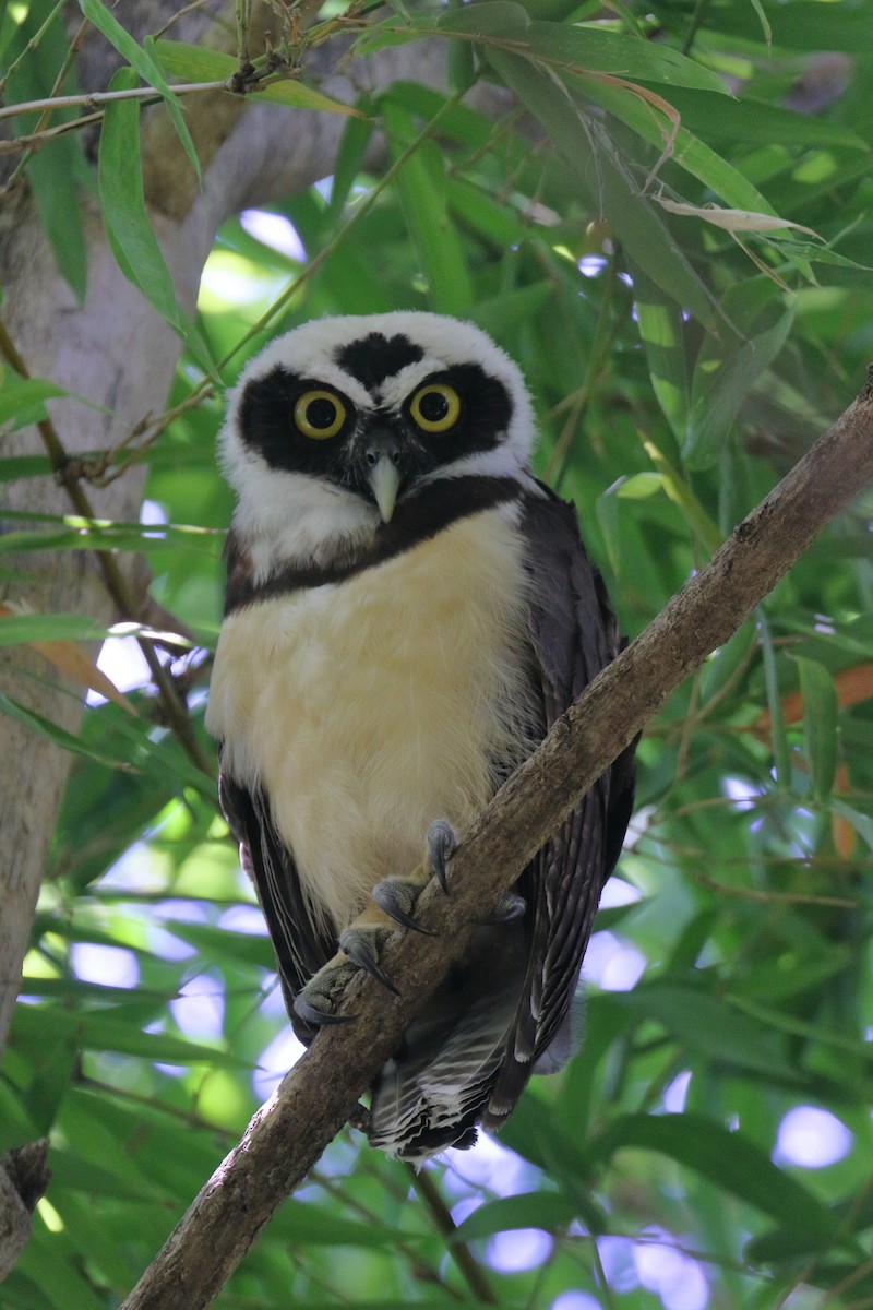 Spectacled Owl - Kamal Mahabir
