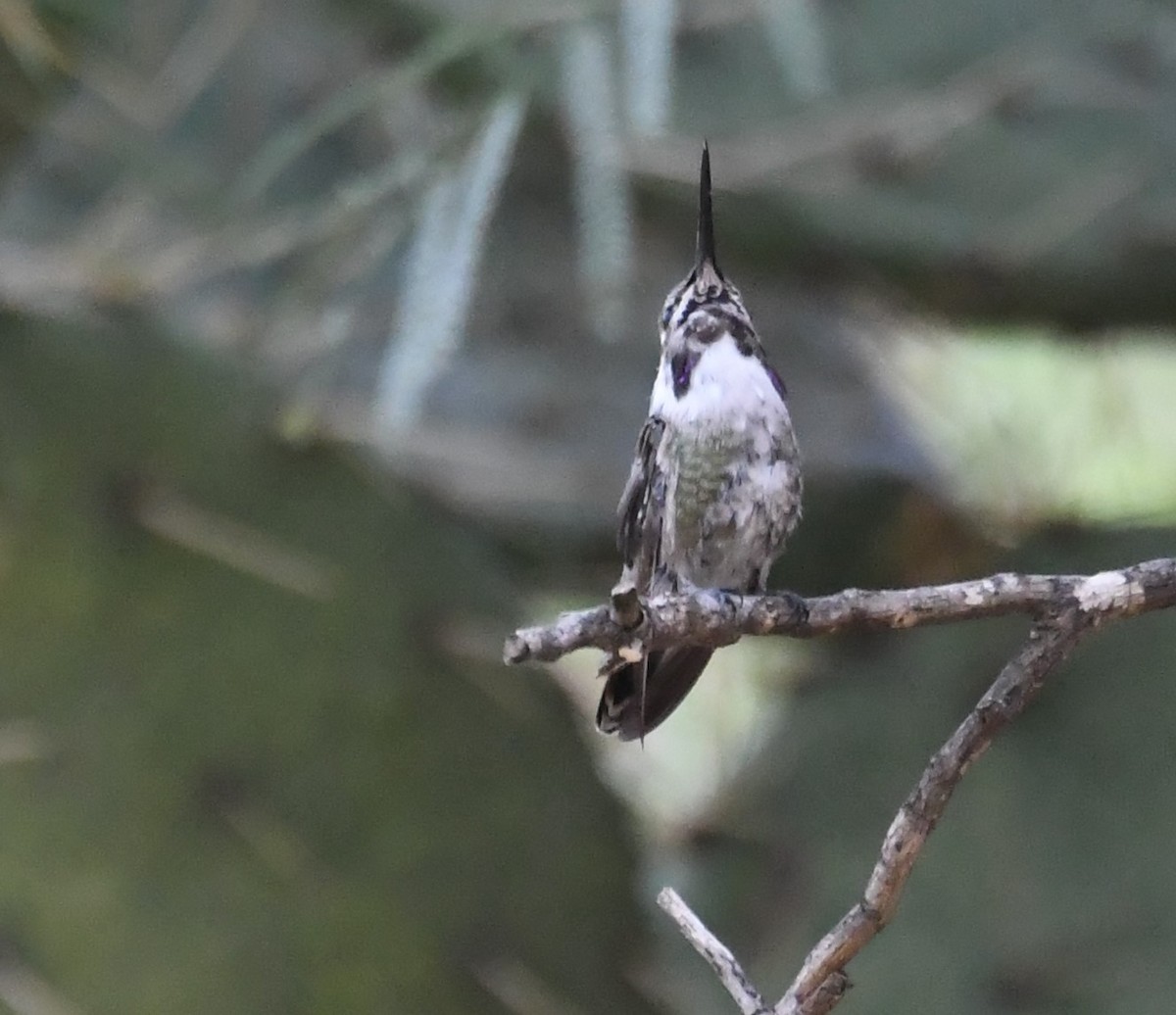 Costa's Hummingbird - ML111702281