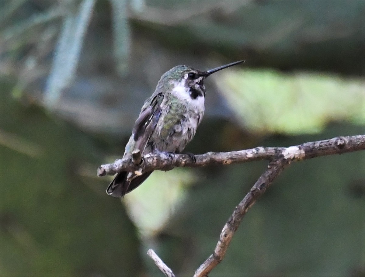 Costa's Hummingbird - ML111702291
