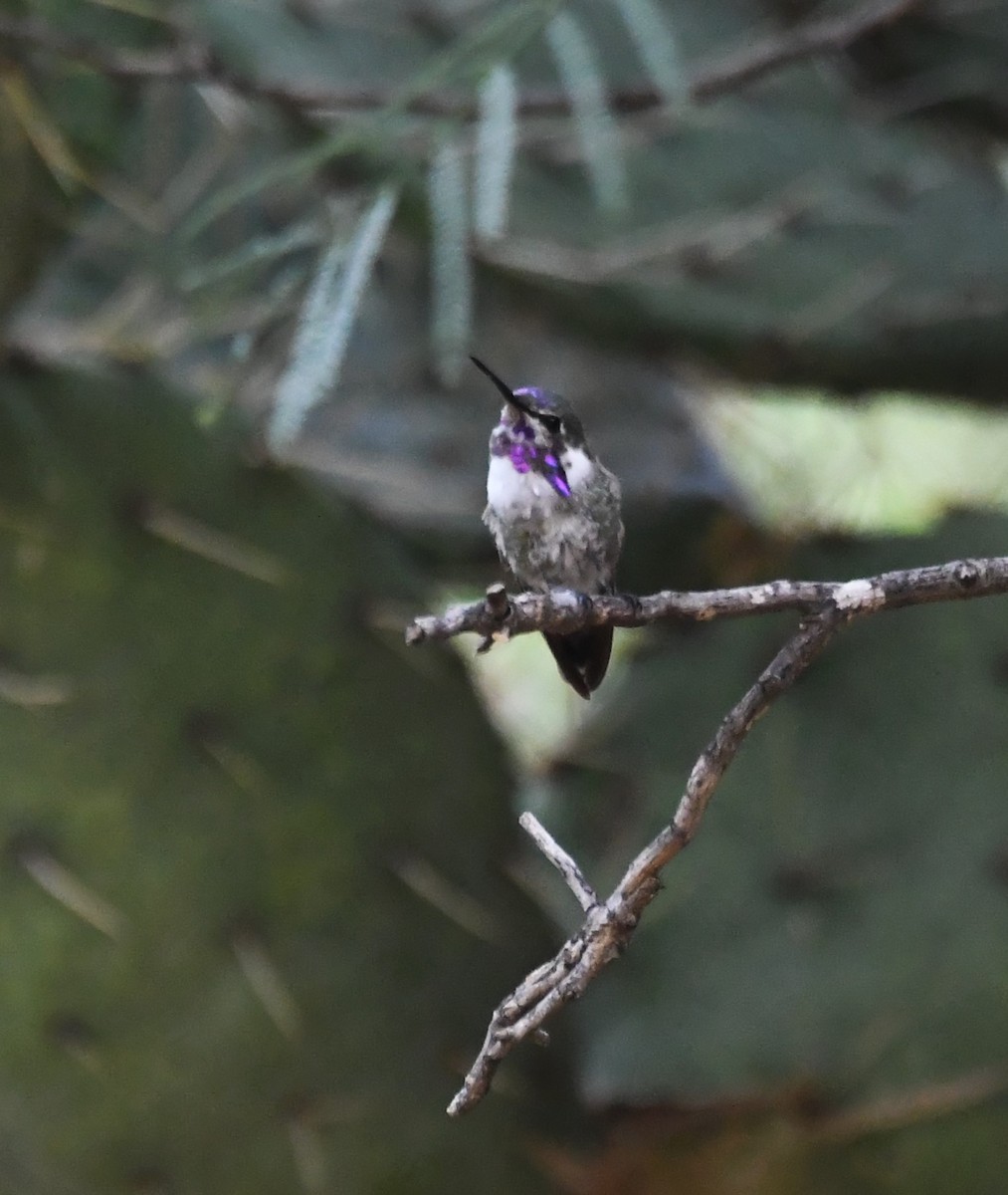 Costa's Hummingbird - ML111702301