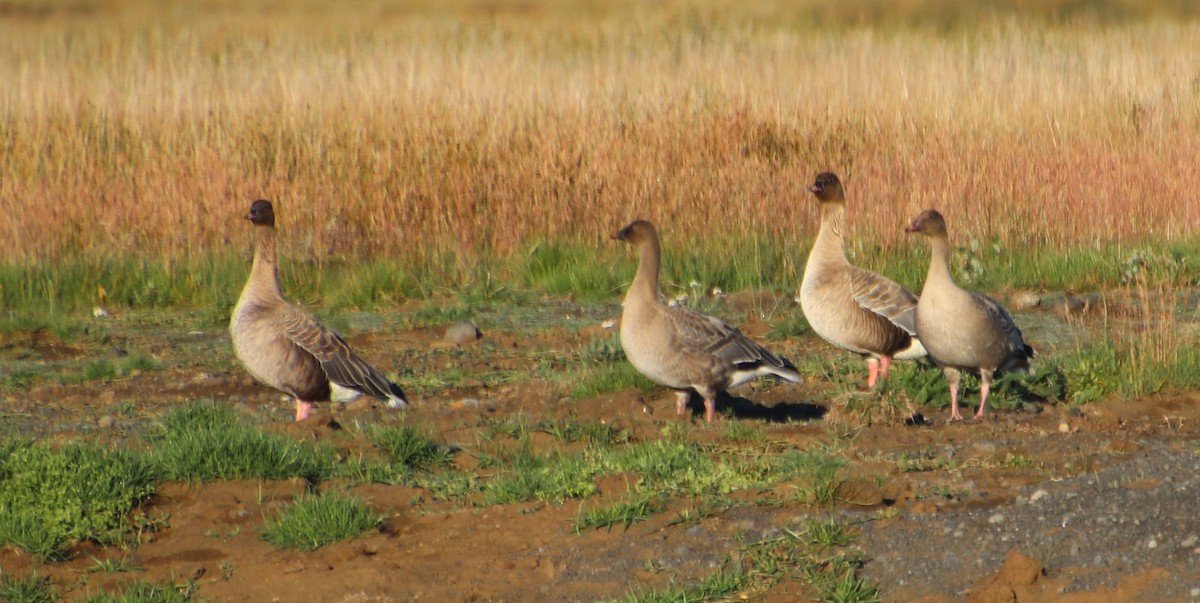 Pink-footed Goose - Millie and Peter Thomas