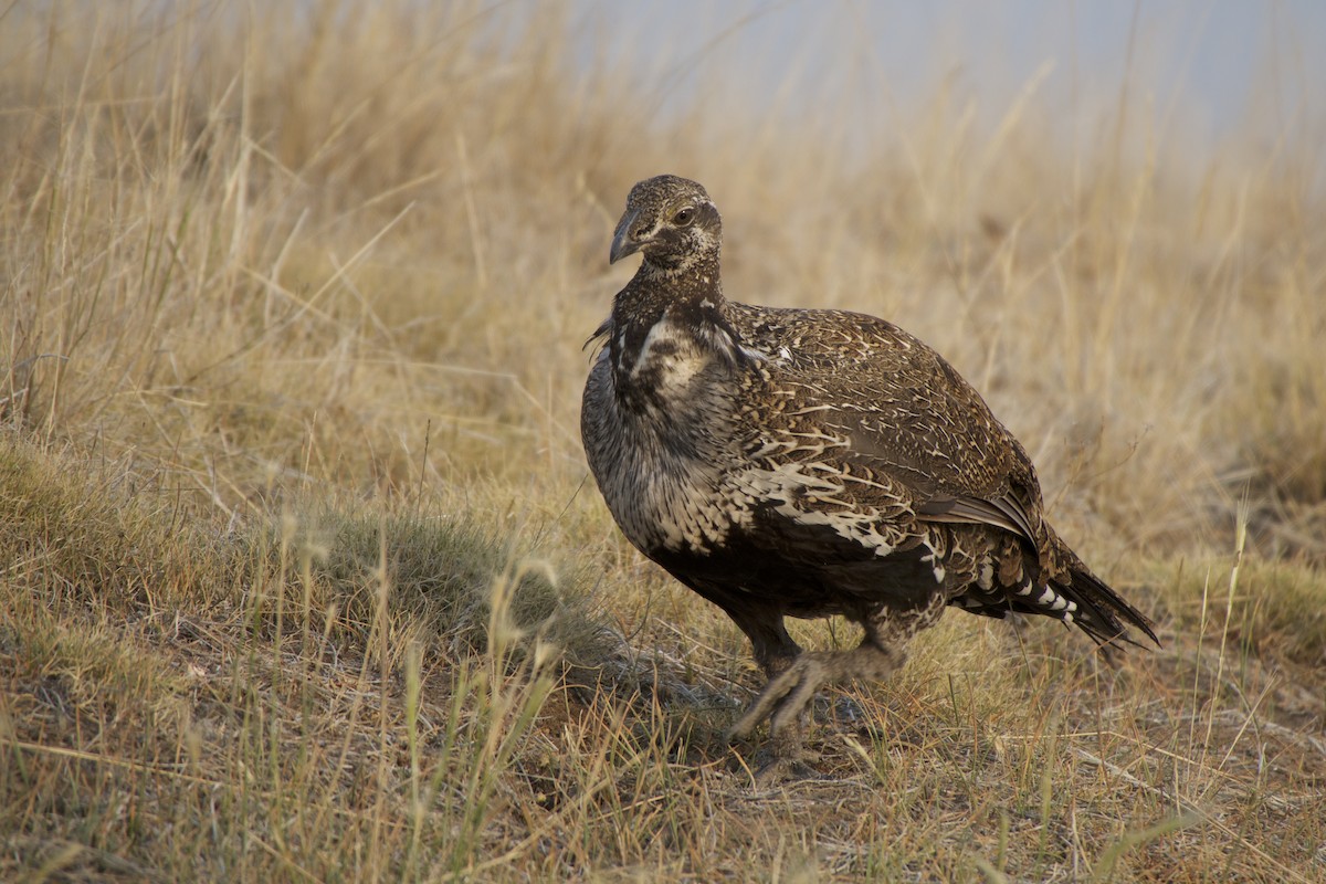 Greater Sage-Grouse - ML111708361
