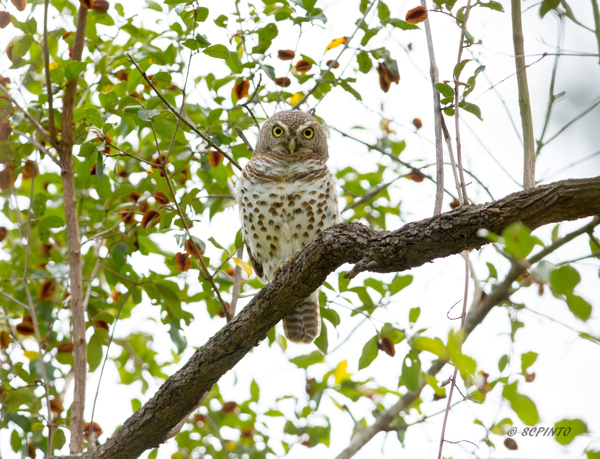 African Barred Owlet - ML111708671
