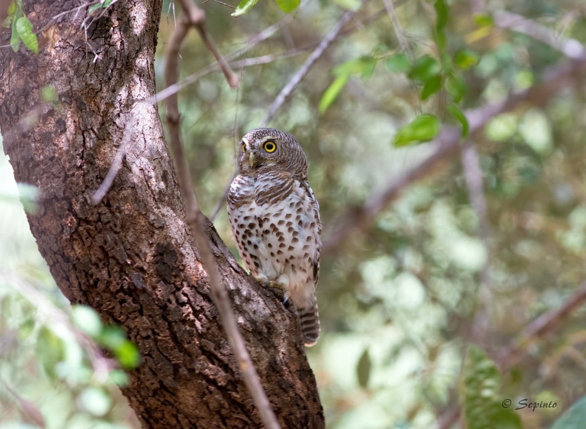 African Barred Owlet - ML111708711