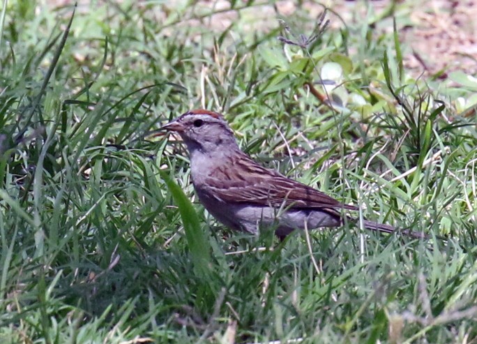 Chipping Sparrow - Blair Bernson