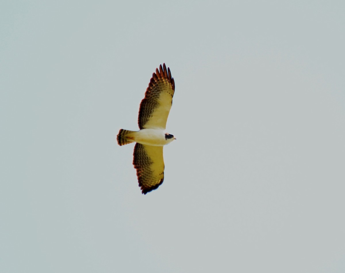 Short-tailed Hawk - ML111710451