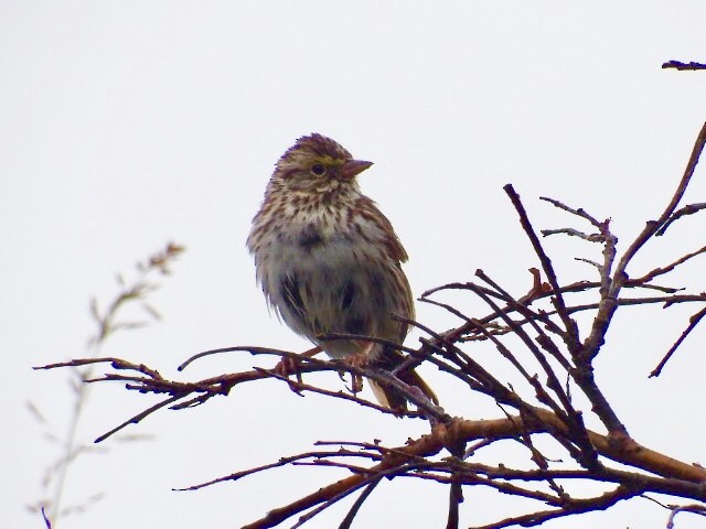 Savannah Sparrow - Chris Rurik