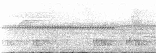 holub sumaterský - ML111711241