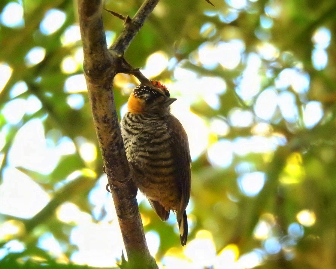 Ochre-collared Piculet - ML111714371