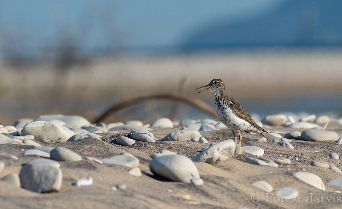 Spotted Sandpiper - Forest Botial-Jarvis