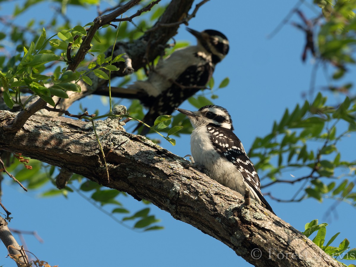 Hairy Woodpecker - Forest Botial-Jarvis
