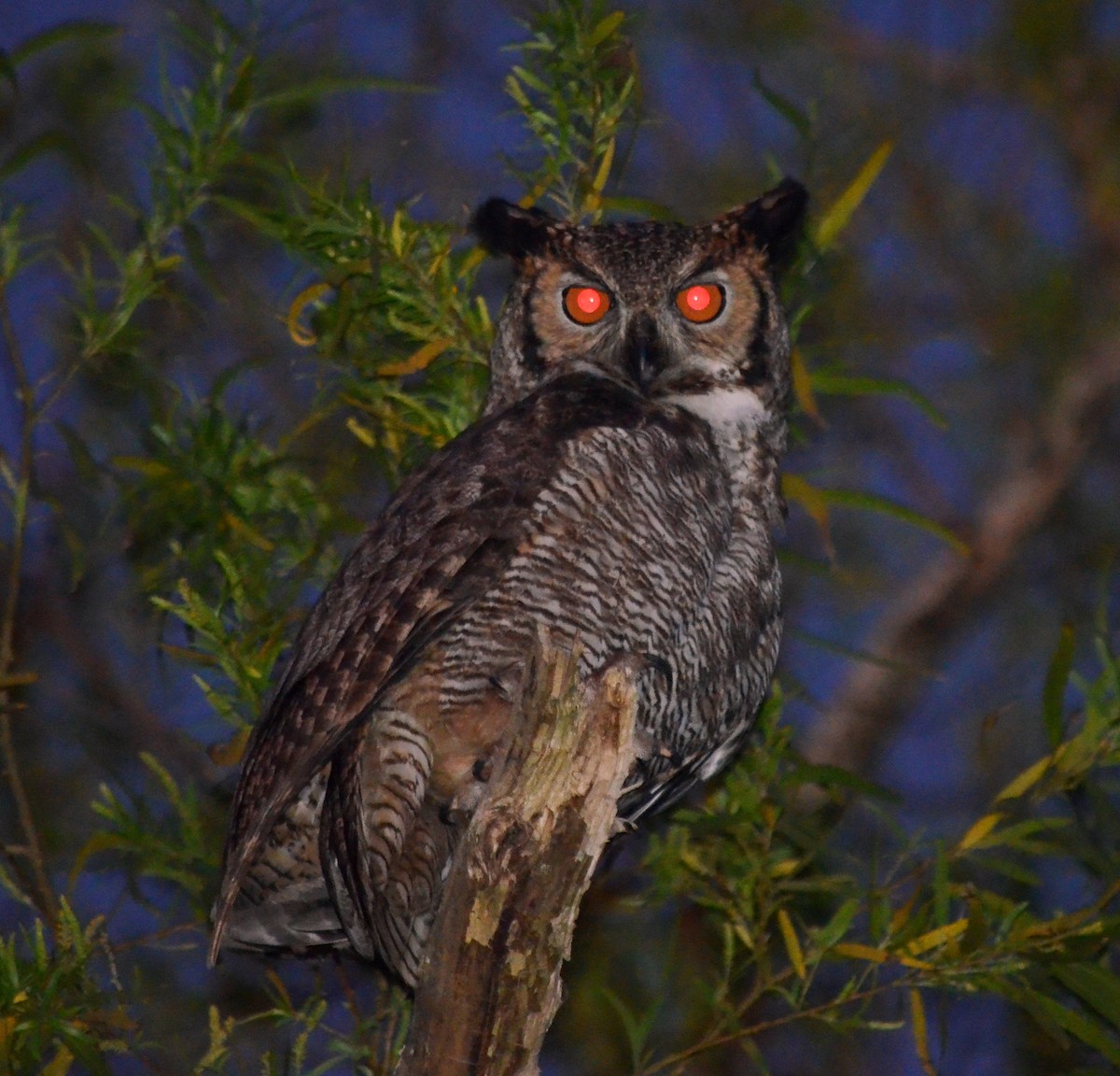 Great Horned Owl - Valentin Zarate