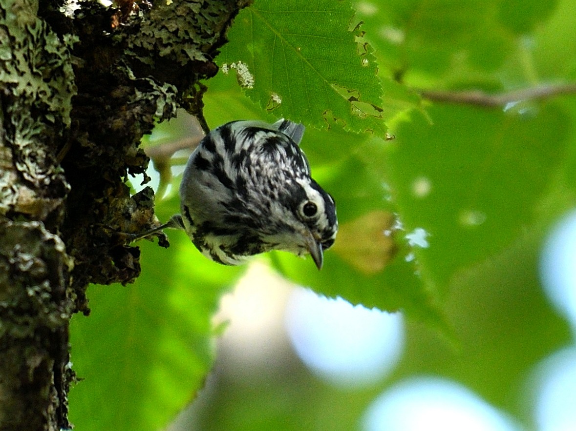 Black-and-white Warbler - ML111718331