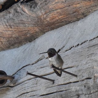 Black-chinned Hummingbird, ML111720151