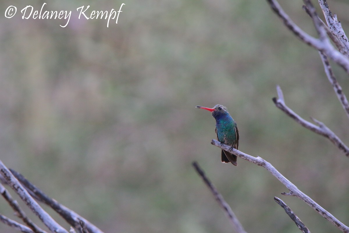 Broad-billed Hummingbird - Delaney Kempf