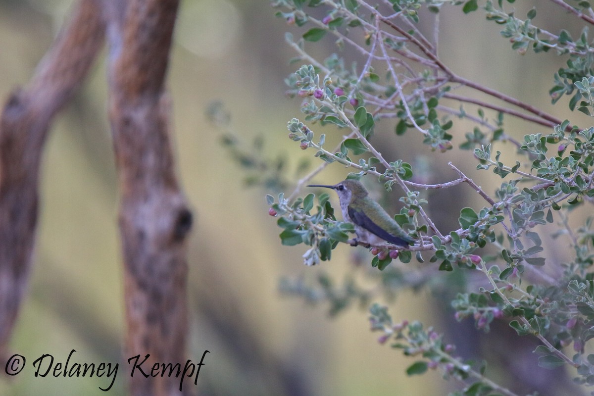 Anna's Hummingbird - Delaney Kempf