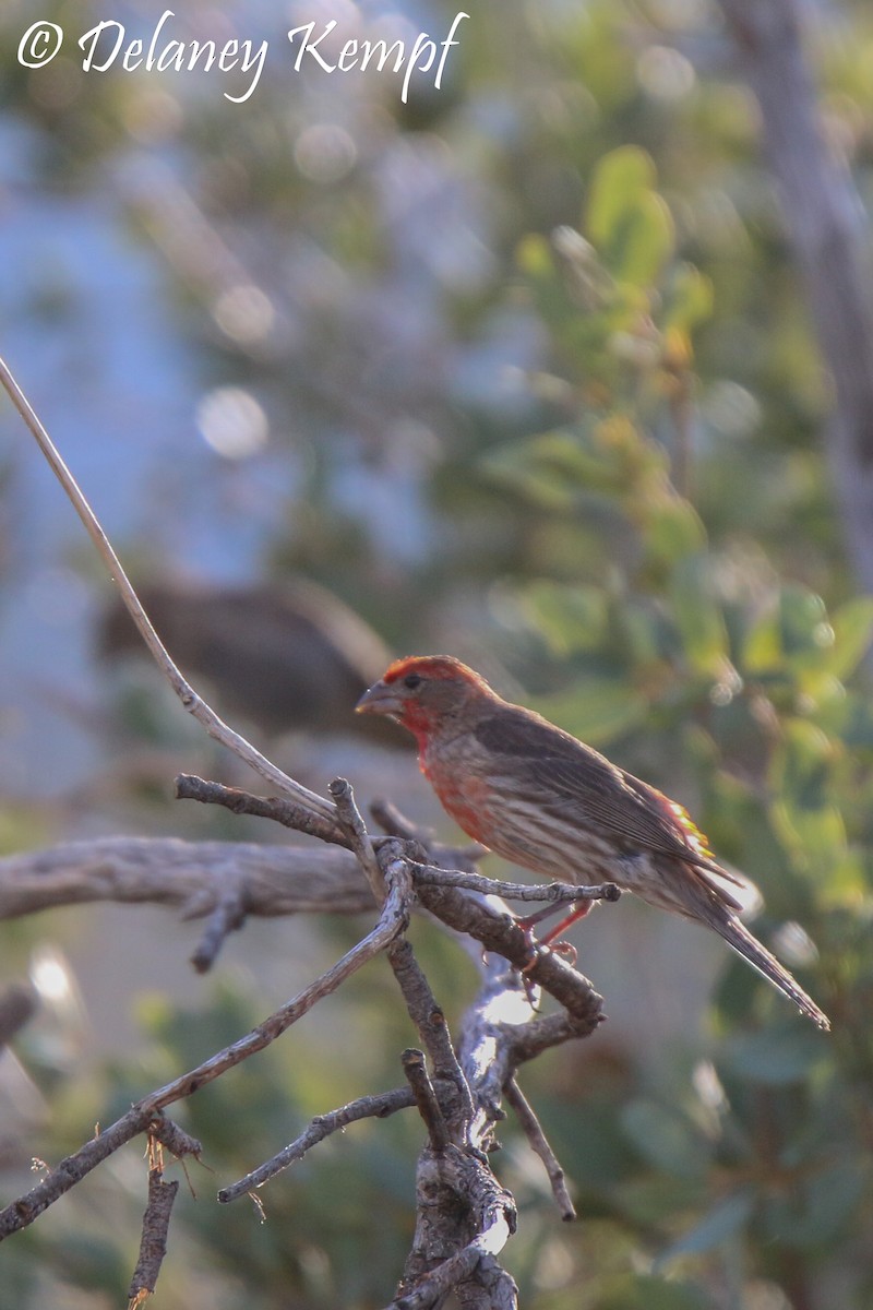 House Finch (Common) - ML111722781