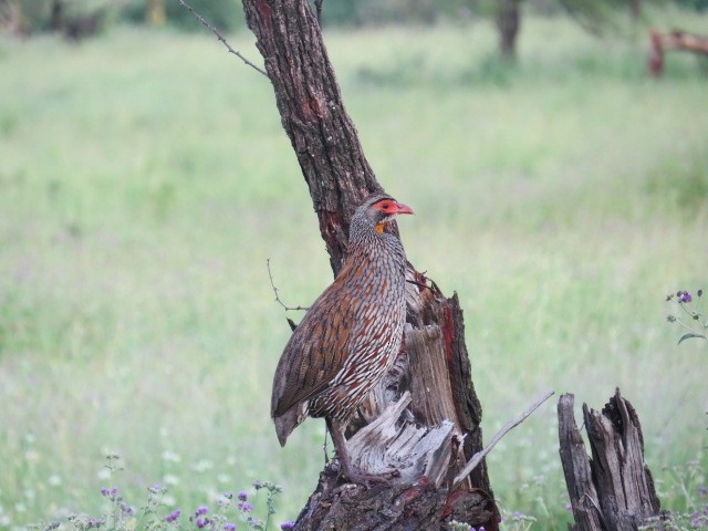 Gray-breasted Spurfowl - ML111723531