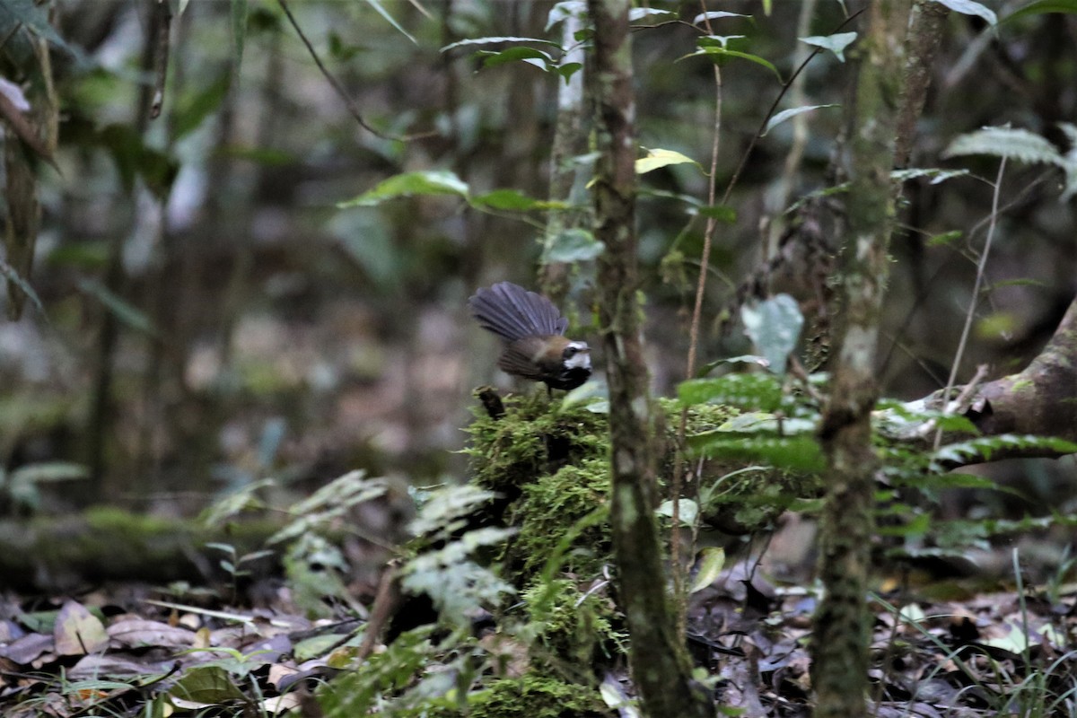 Sooty Thicket-Fantail - ML111723971
