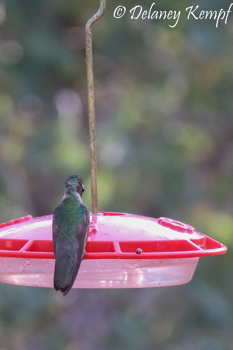 kolibřík skvostný - ML111724881