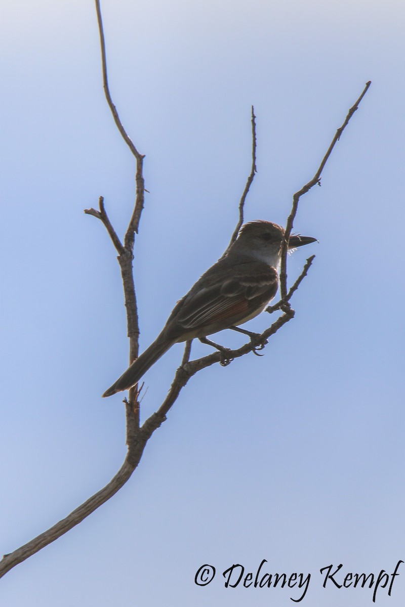 Brown-crested Flycatcher (Arizona) - ML111725331