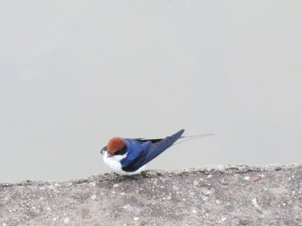 Wire-tailed Swallow - ML111725641