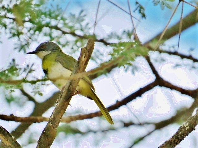 Yellow-breasted Apalis - Holly Sweeney