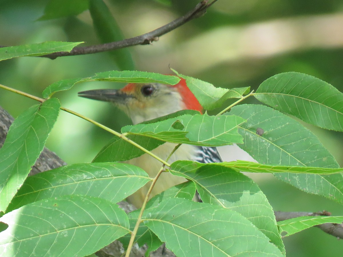 Red-bellied Woodpecker - Davis Balser
