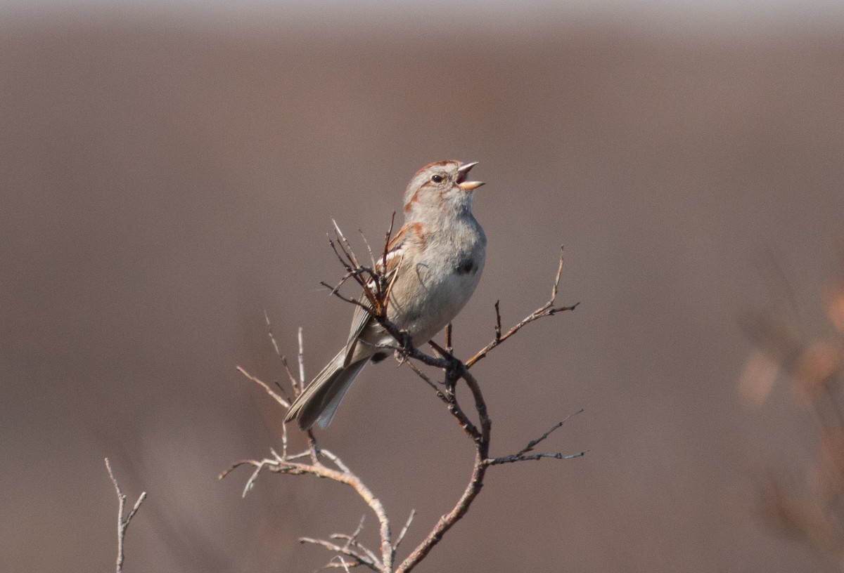 American Tree Sparrow - ML111730791