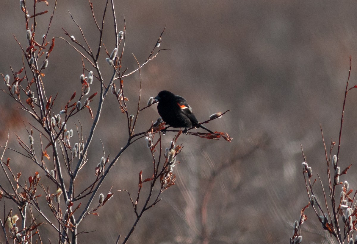 Red-winged Blackbird - Stephen Brenner