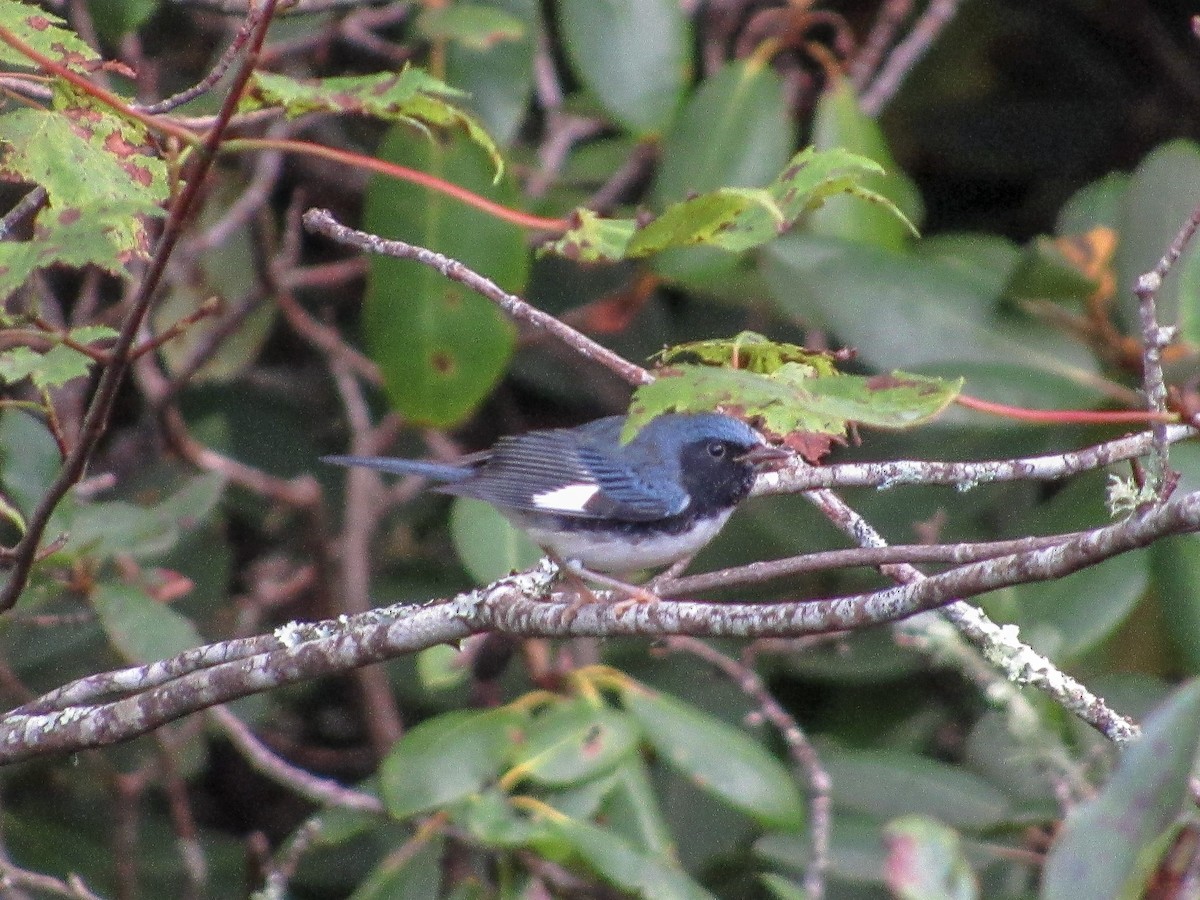 Black-throated Blue Warbler - ML111733931