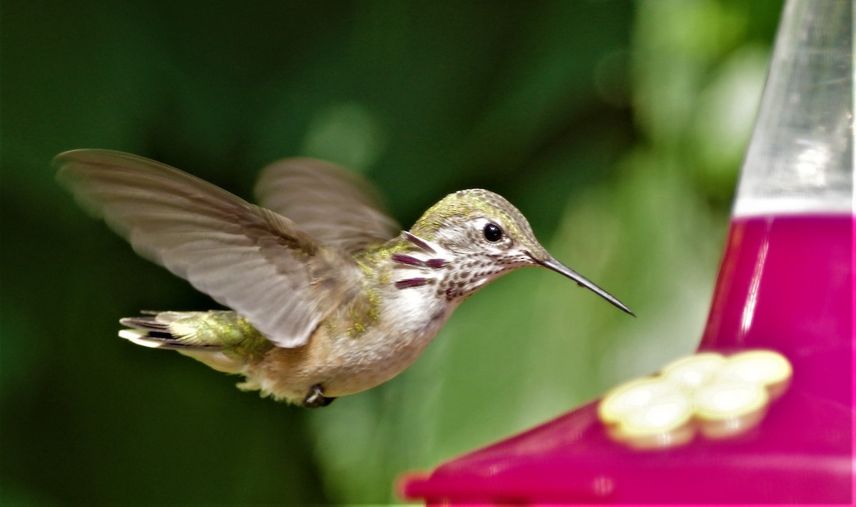 Calliope Hummingbird - Brenda Wright