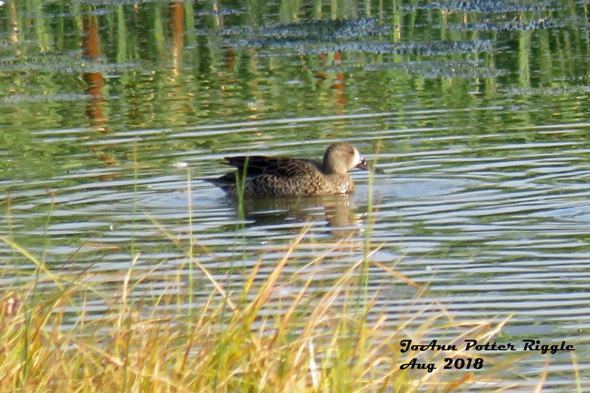 Blue-winged Teal - ML111739061