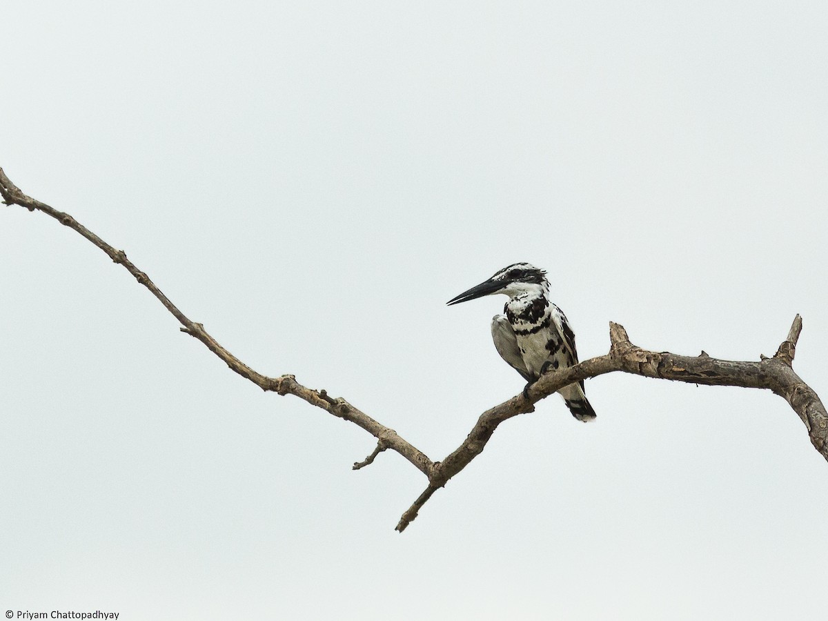 Pied Kingfisher - Priyam Chattopadhyay